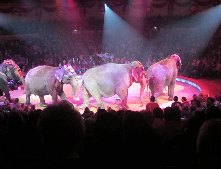 Zirkus Krone — Foto