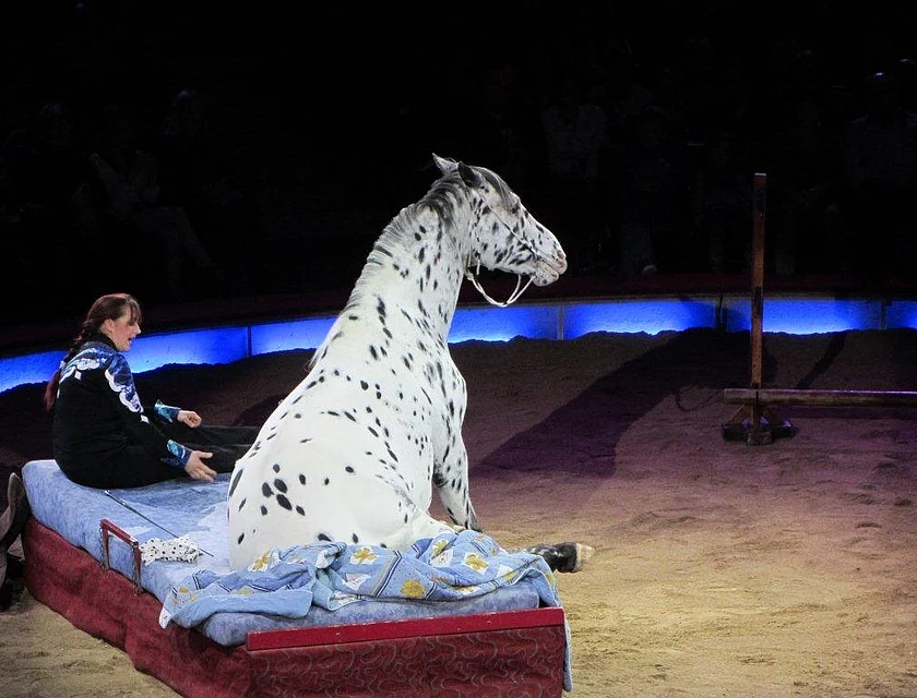 FCB Zirkus Krone — Foto