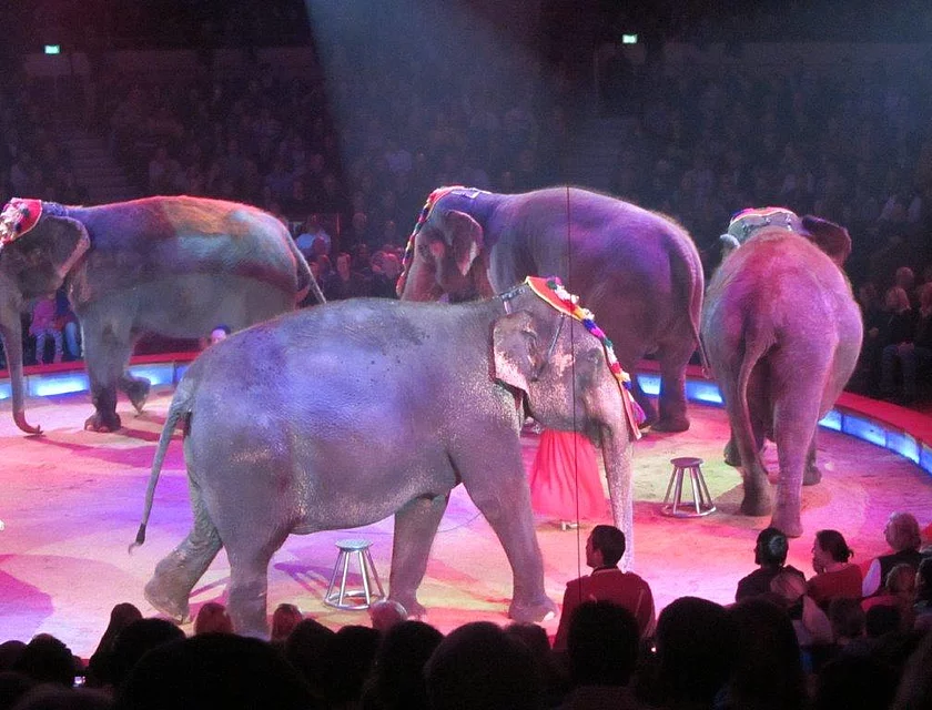 Zirkus Krone — Foto