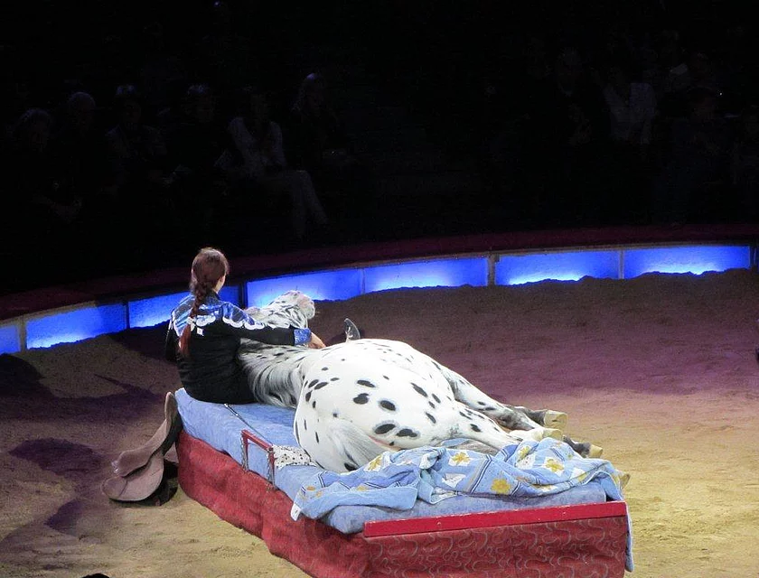 FCB Zirkus Krone — Foto