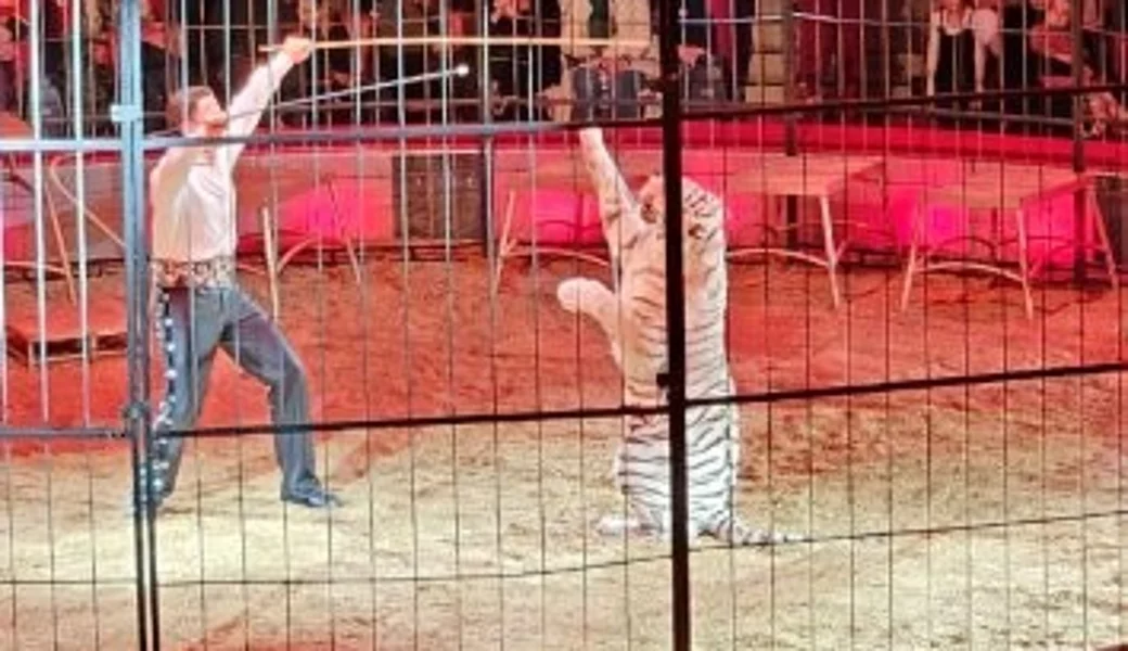 Vorschau: Fanclub Ausflug Circus Krone