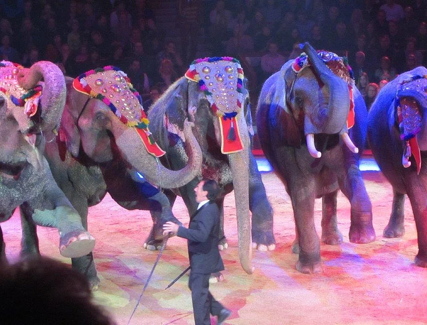 Zirkus Krone — Foto